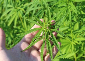 Commonly Asked Questions About Hemp and Its Medicinal Use